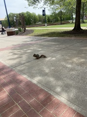 Sciurus niger