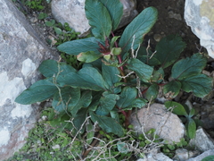 Paeonia cambessedesii