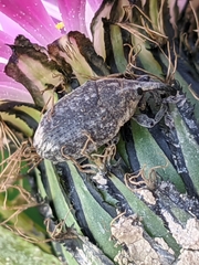 Larinus