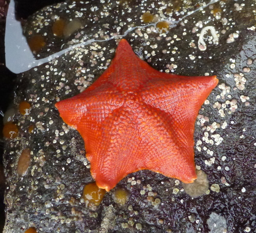 Bat Star, photo 7 of 7