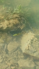 Pelophylax