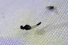 Baetis intercalaris