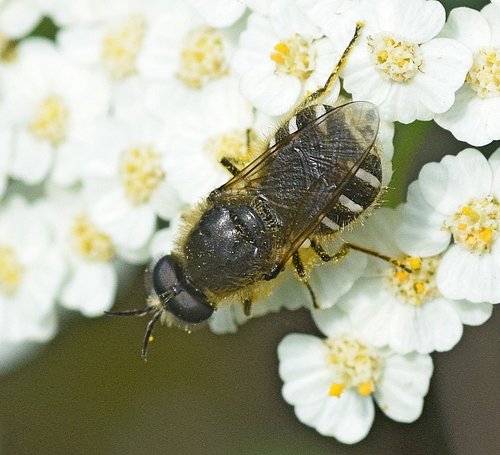 Lasiopa villosa