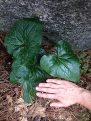 Asarum hartwegii