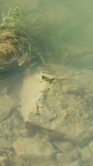 Pelophylax