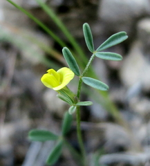 Hippocrepis biflora