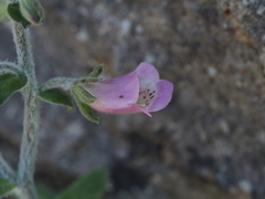 Digitalis minor
