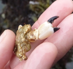 Lophopanopeus bellus