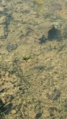 Pelophylax