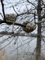 Callirhytis quercuscornigera
