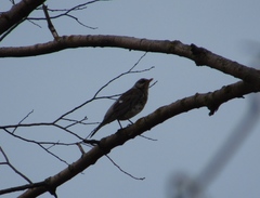 Turdus pilaris