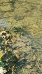 Pelophylax