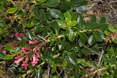 Escallonia rubra