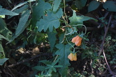 Loasaceae