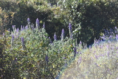 Lupinus