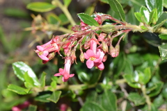 Escallonia rubra