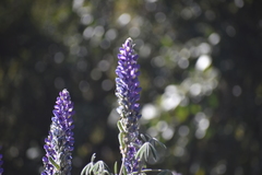 Lupinus