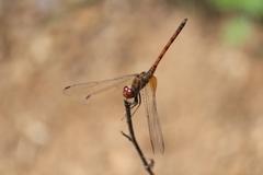 Trithemis werneri