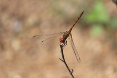 Trithemis werneri