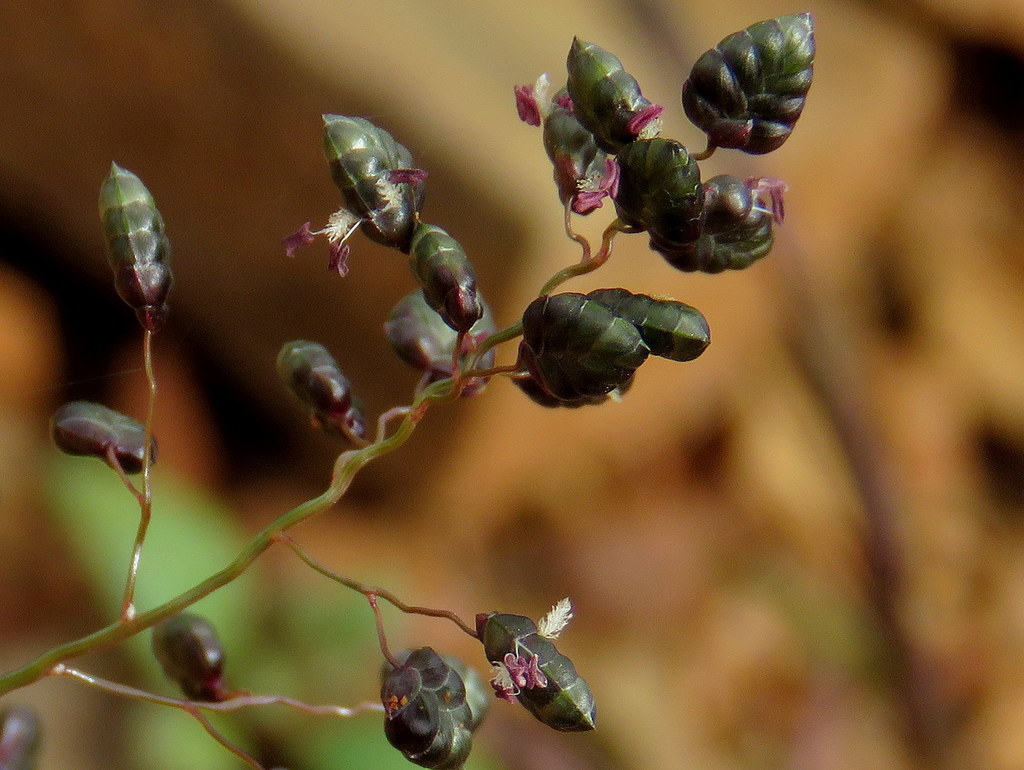Dew Grass