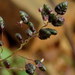Eragrostis obtusa - Photo (c) Gigi Laidler, μερικά δικαιώματα διατηρούνται (CC BY-NC), uploaded by Gigi Laidler