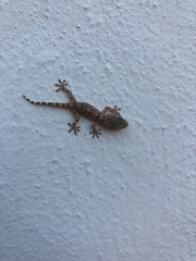 Tarentola mauritanica