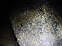 Stygnopsis