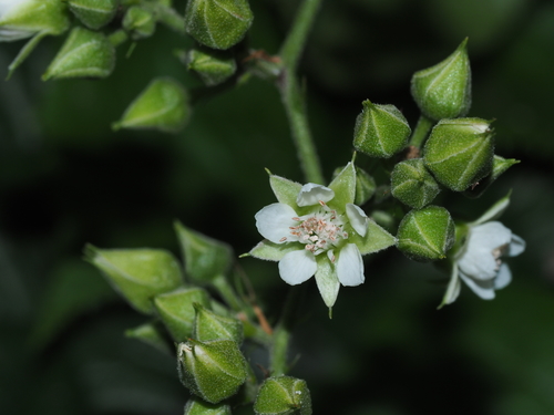 Rubus lambertianus Ser.