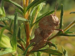 Ocnerodes fallaciosus