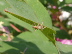 Clubiona