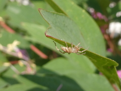 Clubiona