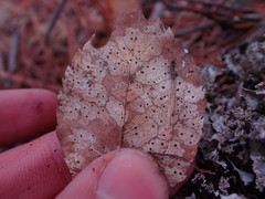 Coccomyces dentatus