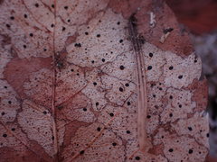 Coccomyces dentatus