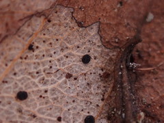Coccomyces dentatus