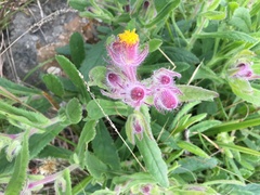 Senecio conyzifolius