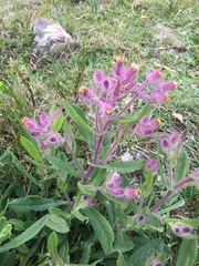 Senecio conyzifolius