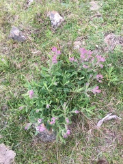 Senecio conyzifolius