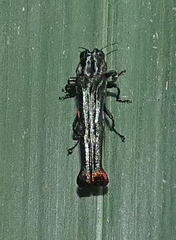 Agrilus pyrosurus