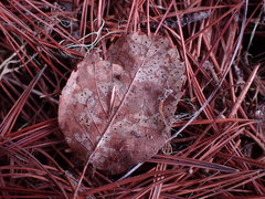 Coccomyces dentatus