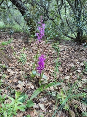 Orchis mascula laxifloriformis