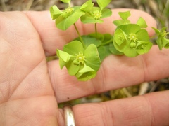Euphorbia commutata