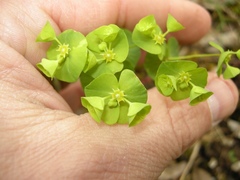 Euphorbia commutata