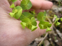 Euphorbia commutata