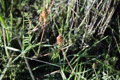 Onobrychis humilis