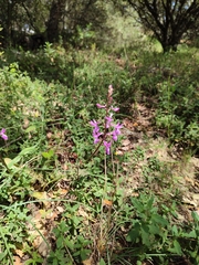 Orchis mascula laxifloriformis