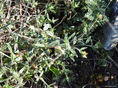 Helianthemum asperum
