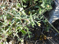 Helianthemum asperum