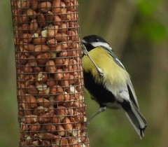 Parus major