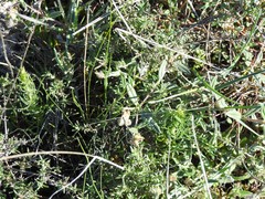 Helianthemum asperum