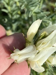 Astragalus hoodianus